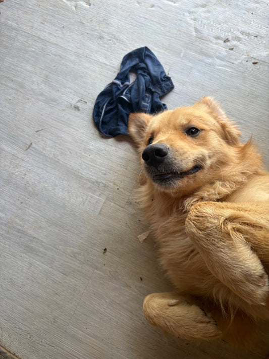Why Dogs Love Stealing Socks & Underwear: The Funny Science Behind It