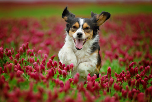How to Keep Your Dog Safe Outdoors: 7 Proven Tips