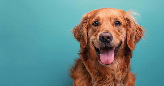 Cute dog portrait for blog about affordable dog accessories in 2025