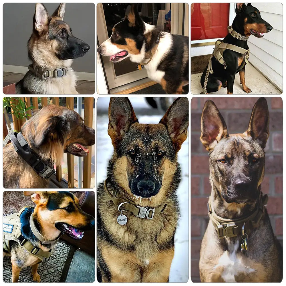 Collage of various dogs wearing collars in different settings