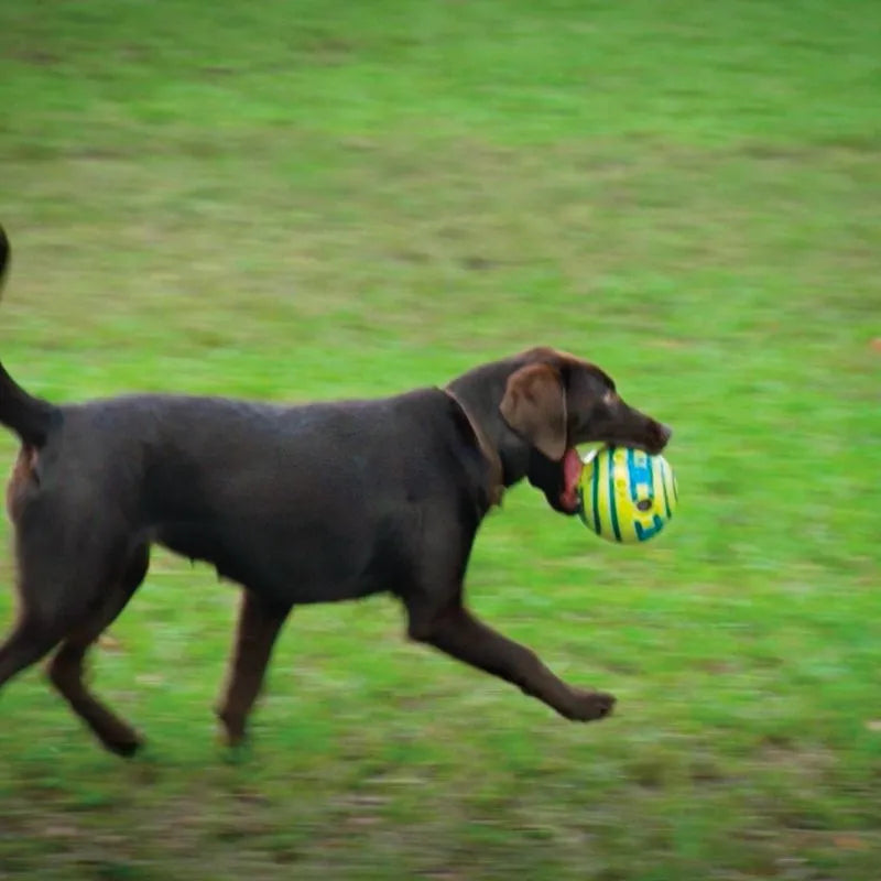 Dog running with a ball in its mouth on a grassy field