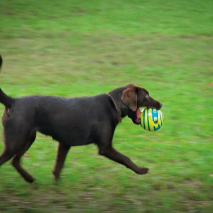 Dog running with a ball in its mouth on a grassy field
