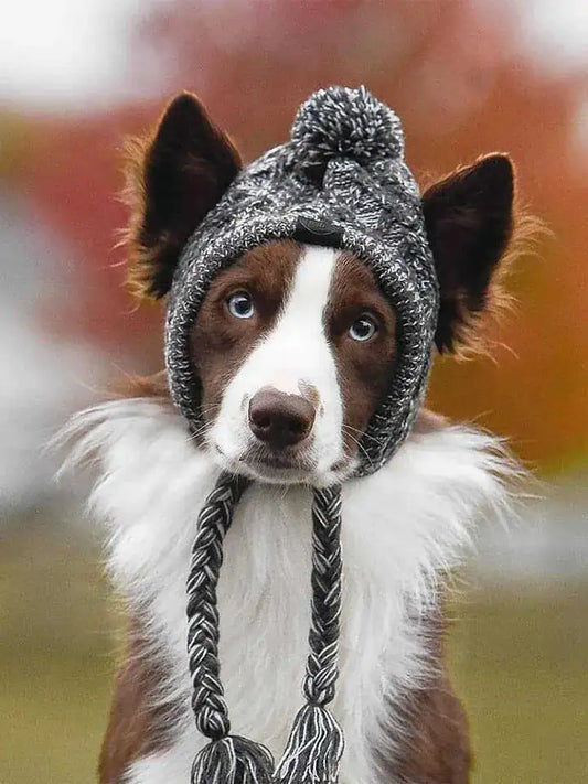 Dog wearing a knitted hat with a pom-pom and braided detail.