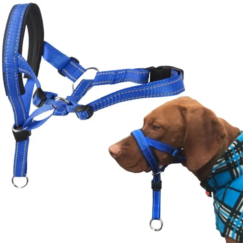 Blue dog harness on a brown dog with a white background